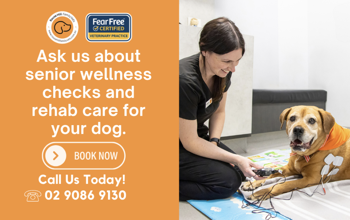 Your pets wellbeing and comfort come first
